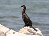 J16_1896 Pygmy Cormorant
